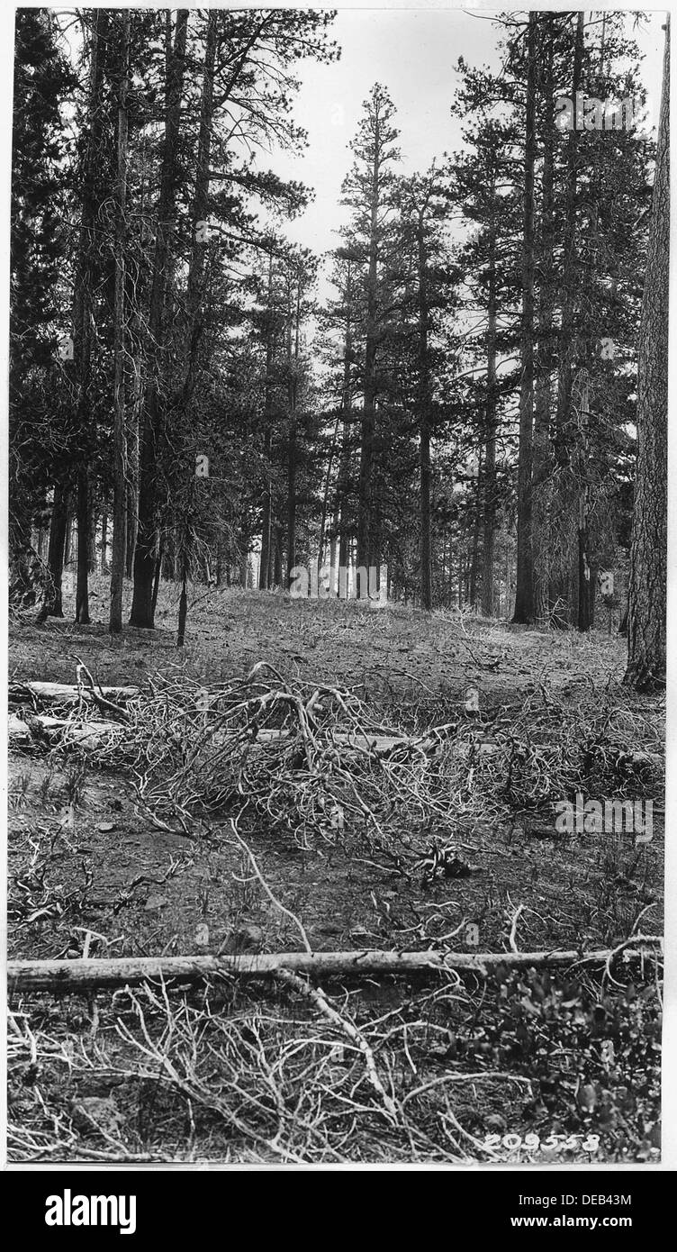 Questa immagine mostra una tribuna di pini gialli situata a sud del cratere Timber, un'area conosciuta per il suo caratteristico paesaggio boschivo di conifere. Il pino giallo è una specie dominante nella regione, contribuendo alla biodiversità dell'ecosistema e alla salute forestale. Foto Stock