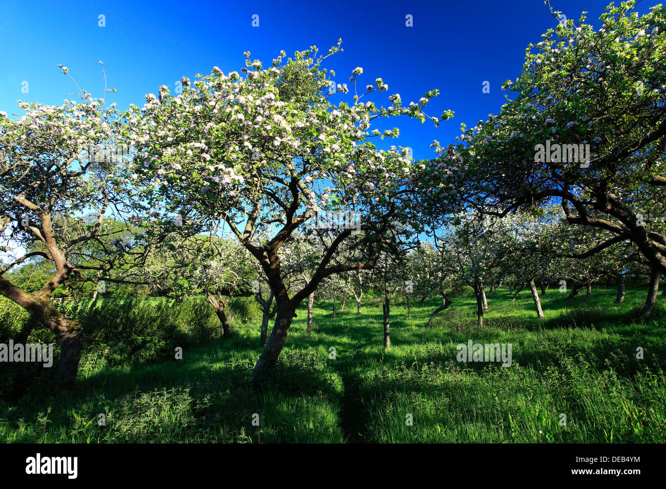 Summer view oltre il sidro di mele Apple Orchard alberi, Somerset livelli, Contea di Somerset, Inghilterra, Regno Unito Foto Stock