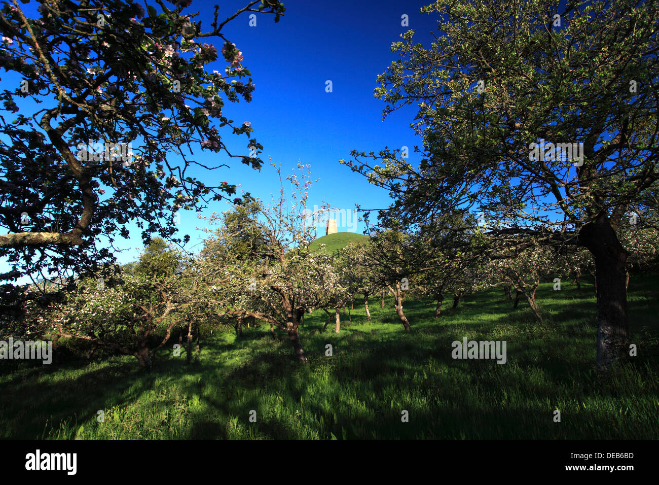 Summer view oltre il sidro di mele Apple Orchard alberi, Somerset livelli, Contea di Somerset, Inghilterra, Regno Unito Foto Stock