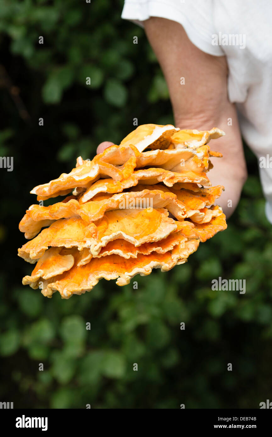 'Pollo del legno " funghi (Laetiporus sulfurei ) Foto Stock