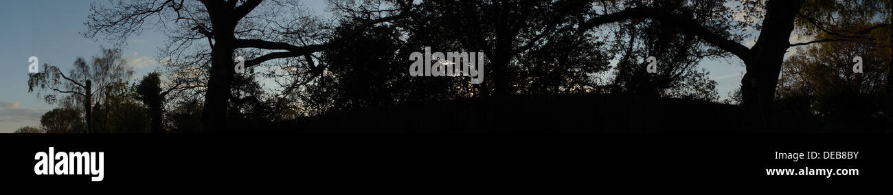 Tagliare alberi cespugli tramonto Cielo nuvole di recinzione Foto Stock
