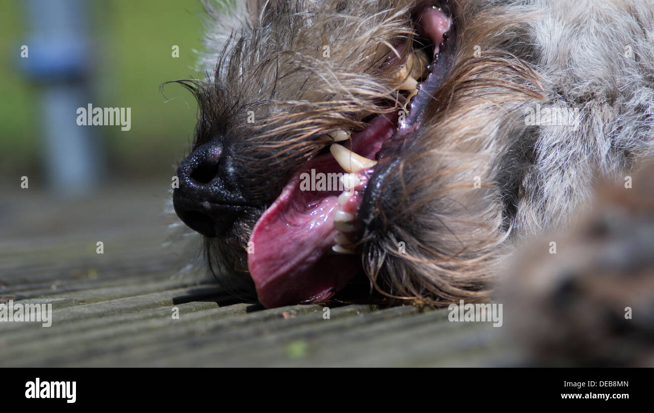 Border terrier cane lingua pendente i denti naso Foto Stock