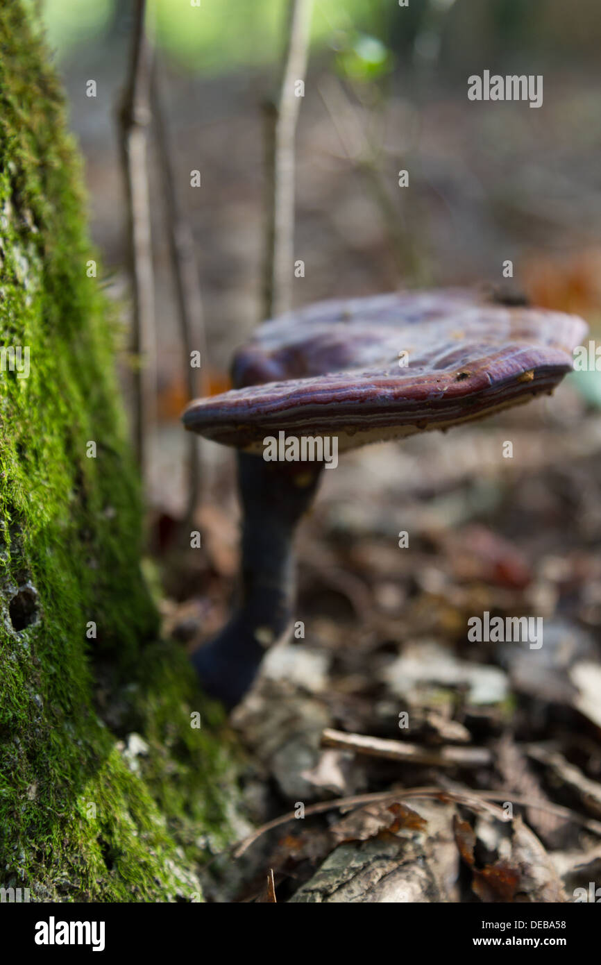 Un grande fungo cresce alla base di un albero di muschio in una foresta Foto Stock