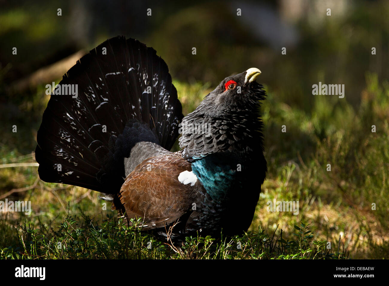 Un maschio capercaille (Tetrao urogallus) eseguendo il suo display territoriale in Invereshie Inshriach e riserva naturale nazionale Foto Stock