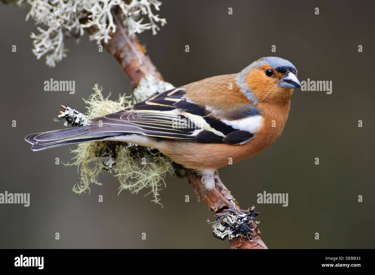 Un adulto di sesso maschile (fringuello Fringilla coelebs) appollaiato su un lichene ramoscello coperto a RSPB Loch Garten nel parco nazionale di Cairngorms Foto Stock