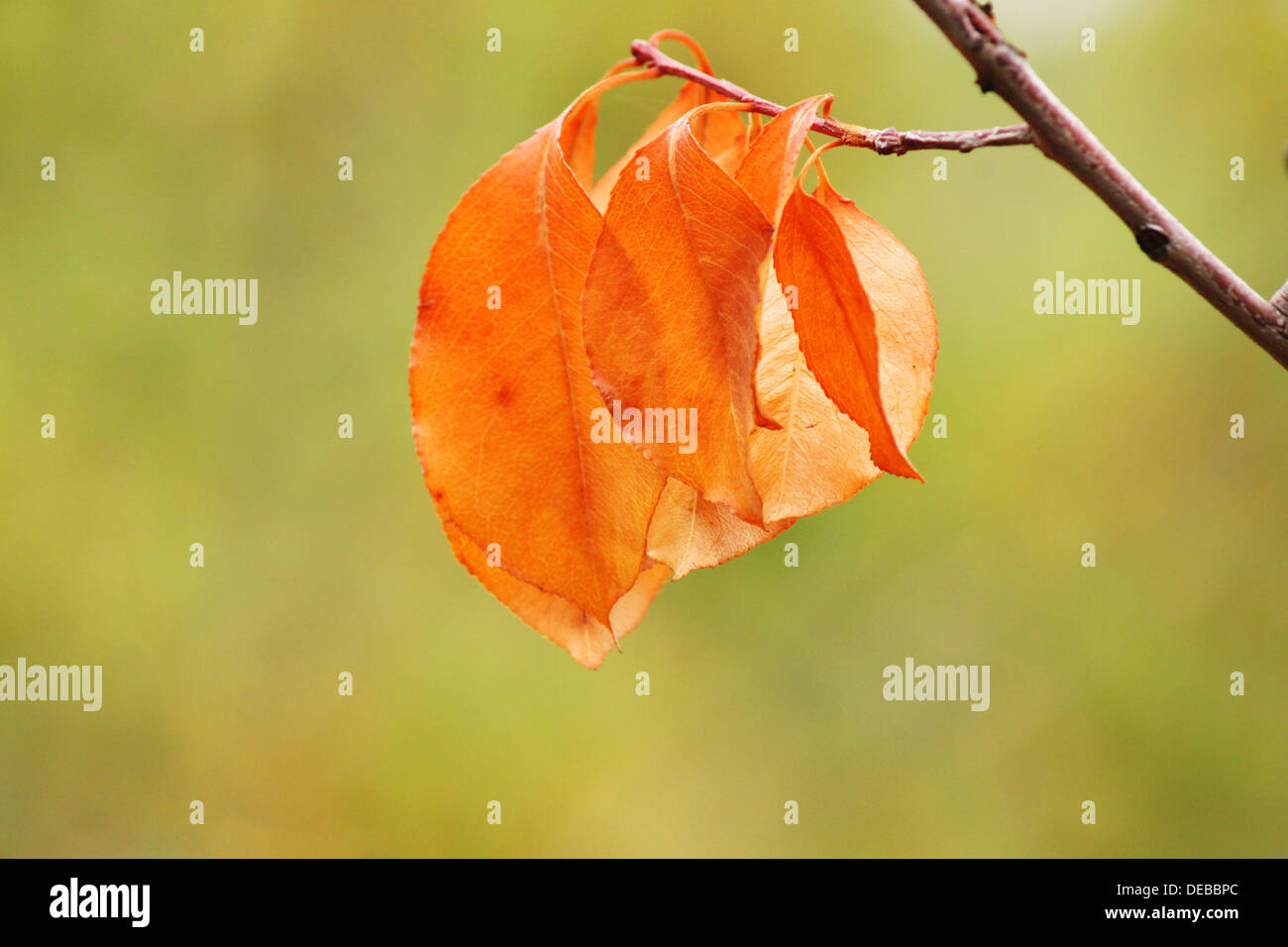 Ramo di albero con foglie secche in autunno Foto Stock