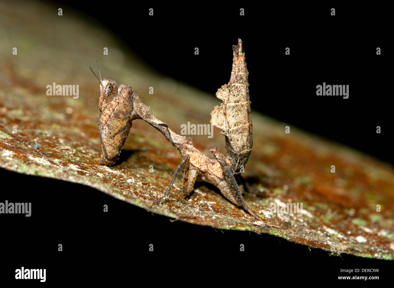 Foglia morta mantis (Deroplatys spec.), Tiputini rain forest, Yasuni National Park, Ecuador Foto Stock