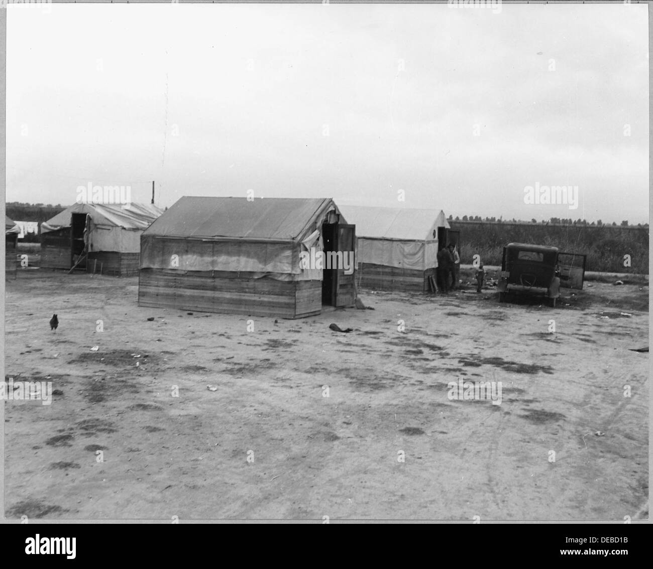 Questa immagine mostra un campo coltivatore per raccoglitori di luppolo al Vosberg Ranch, situato nella contea di Maricopa, Arizona, che mette in evidenza la manodopera agricola coinvolta nella raccolta di luppolo. Foto Stock