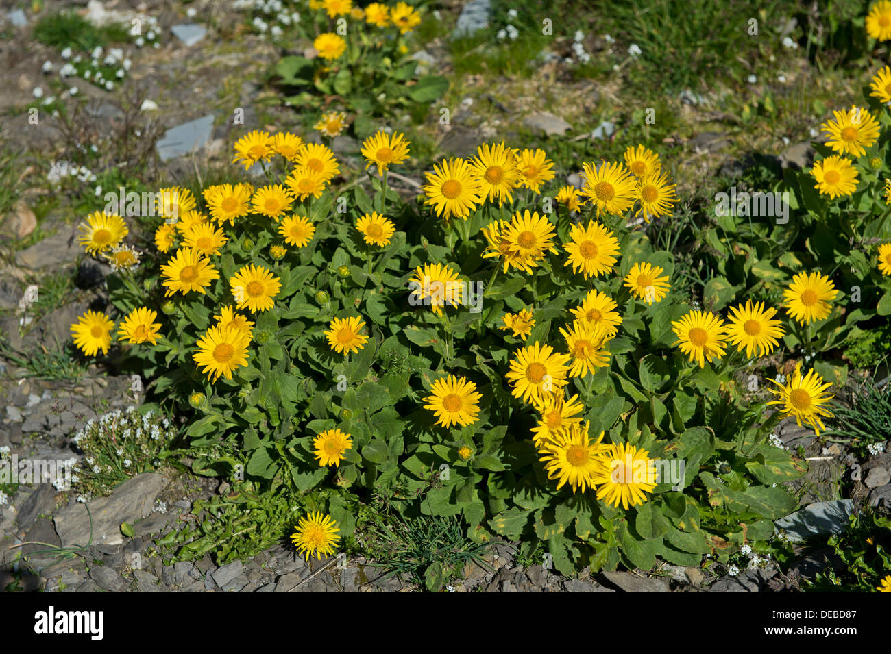 Doronicum (Doronicum grandiflorum) nel Canton Vallese, Svizzera Foto Stock