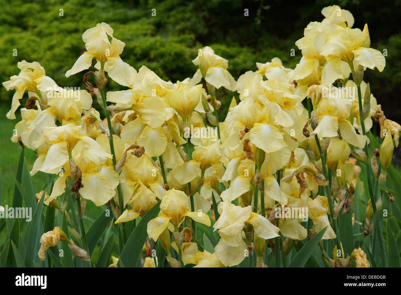 Iris gialla fiori Foto Stock