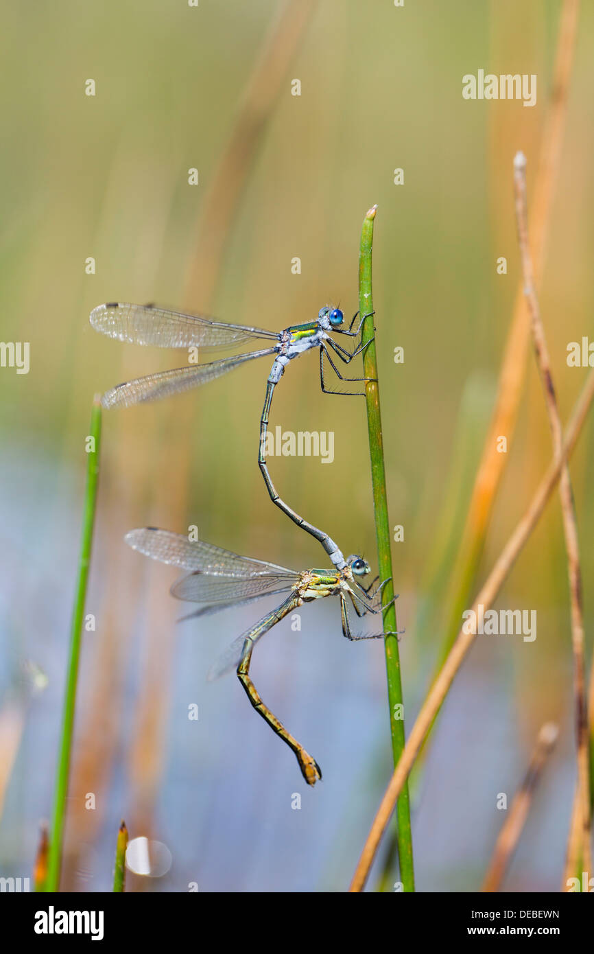 Emerald Damselflies; Lestes sponsa; abbinato; Regno Unito Foto Stock