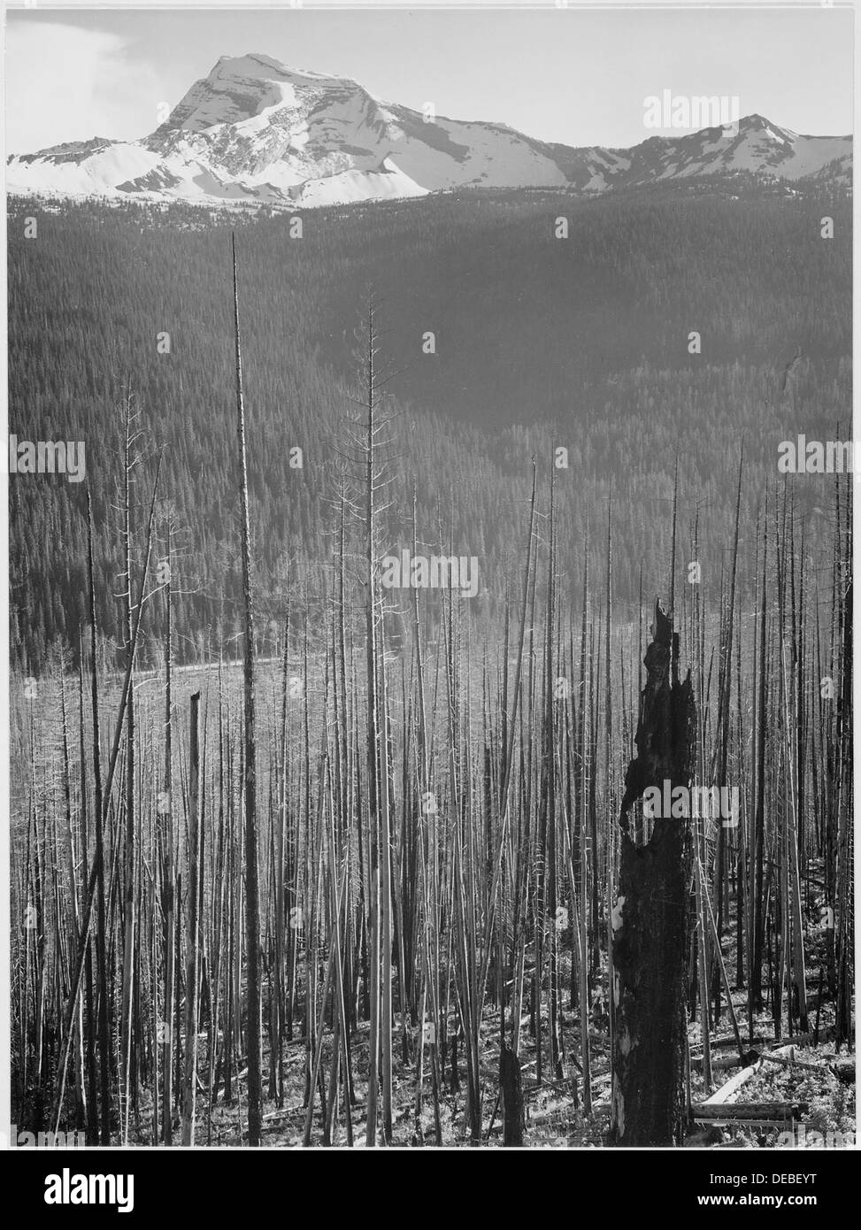 Una fotografia verticale con alberi di pino in primo piano e montagne innevate sullo sfondo. L'immagine mostra un'area bruciata nel Glacier National Park, Montana, evidenziando gli effetti del fuoco sul paesaggio. Foto Stock