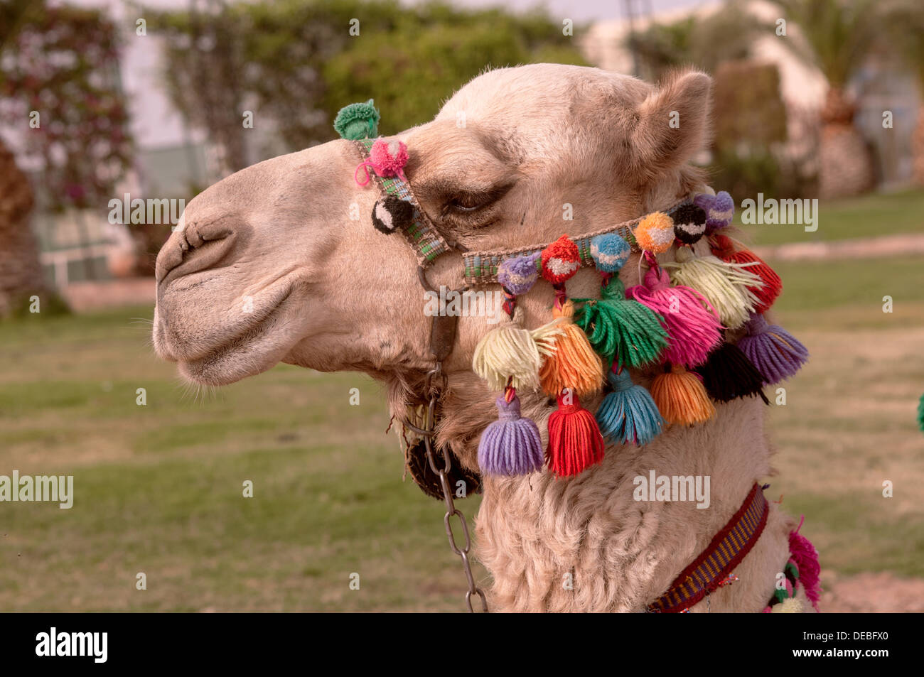 Cammello testa con la briglia colorati Foto Stock