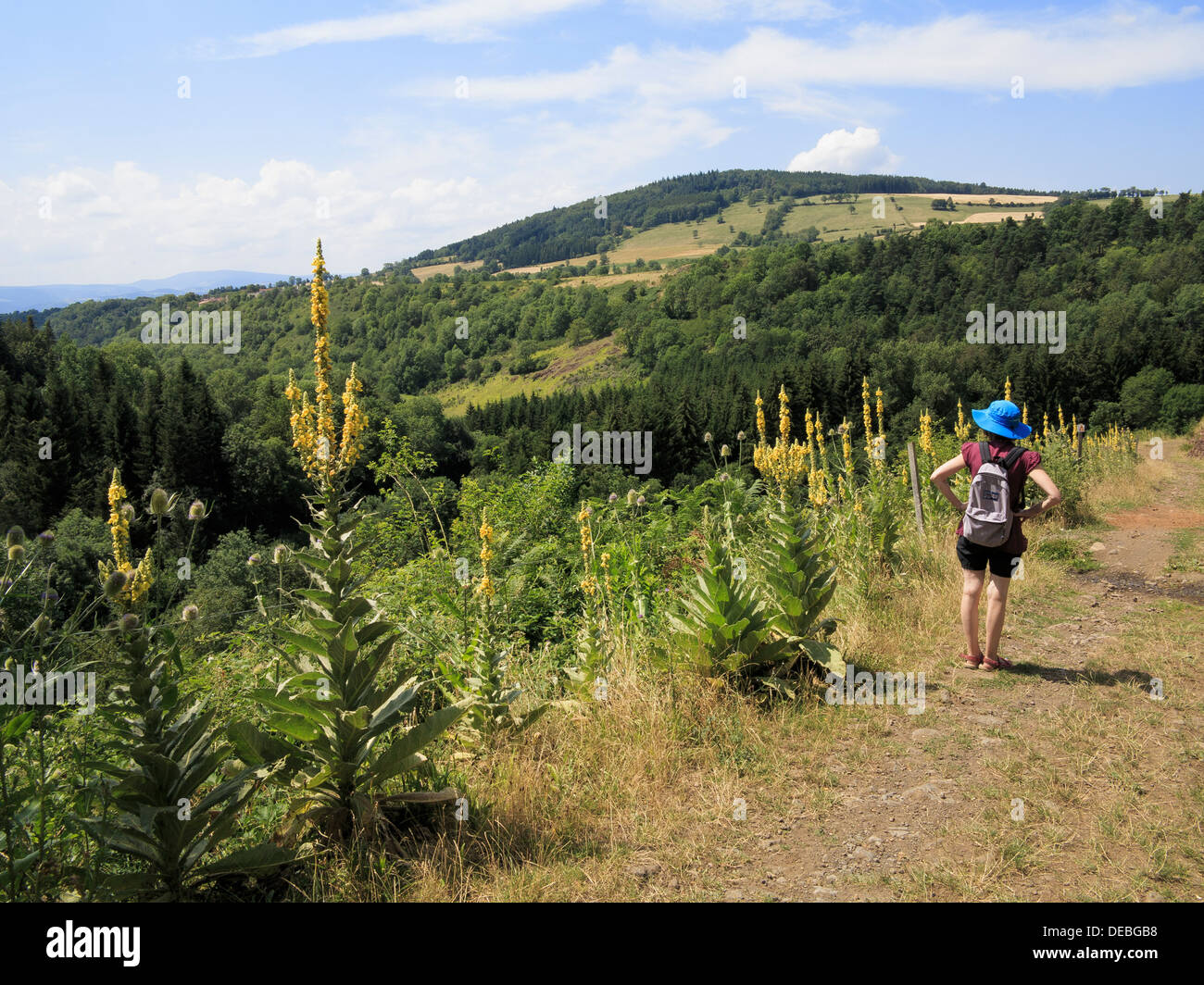 In Haute Loire department della Auvergne in Francia Una donna sta tenendo nel boscoso paesaggio collinare. Foto Stock