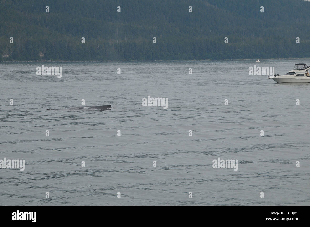 Whale watching Juneau, Alaska, Stati Uniti Foto Stock