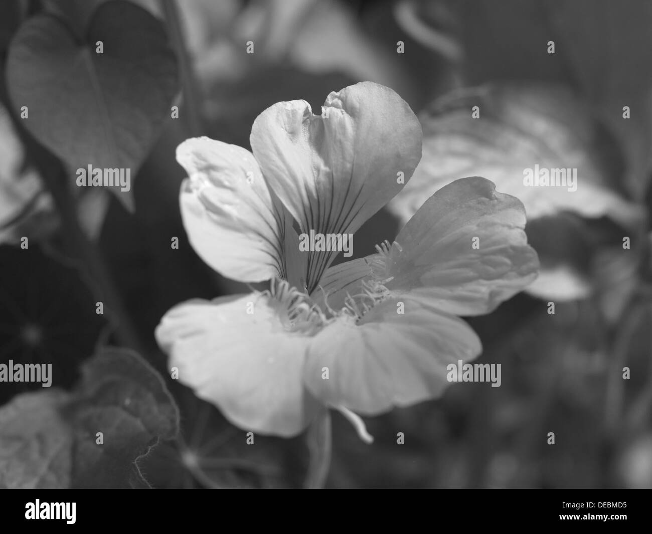 Fiorisce da Nasturtium in bianco e nero / Tropaeolum / Blüte einer Kapuzinerkresse schwarz / weiß Foto Stock