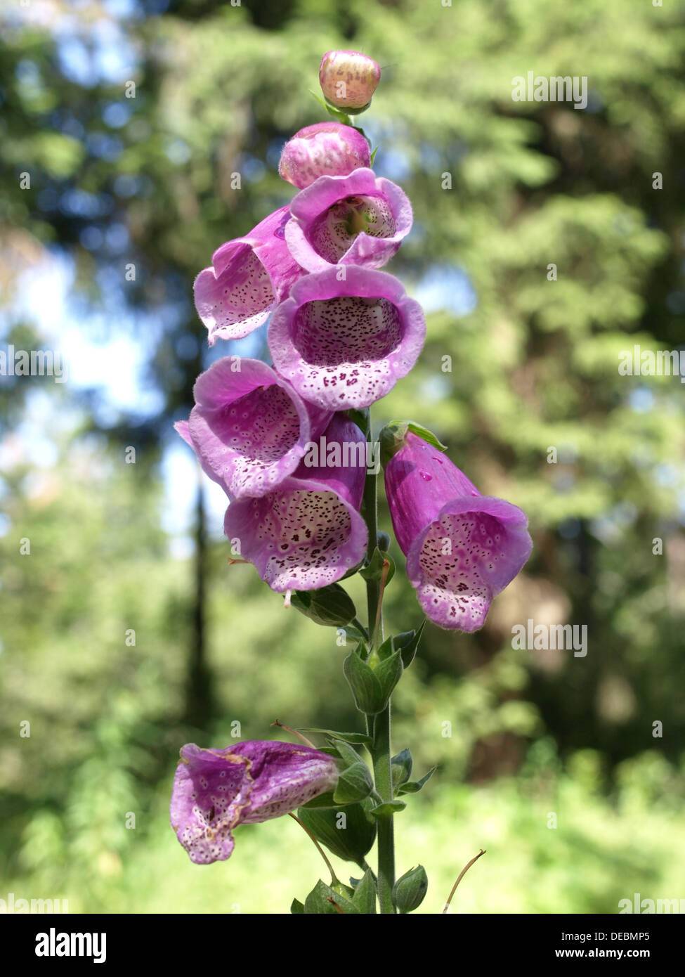 Foxglove, comune foxglove, viola foxglove, Lady guanto / Digitalis purpurea / Roter Fingerhut Foto Stock