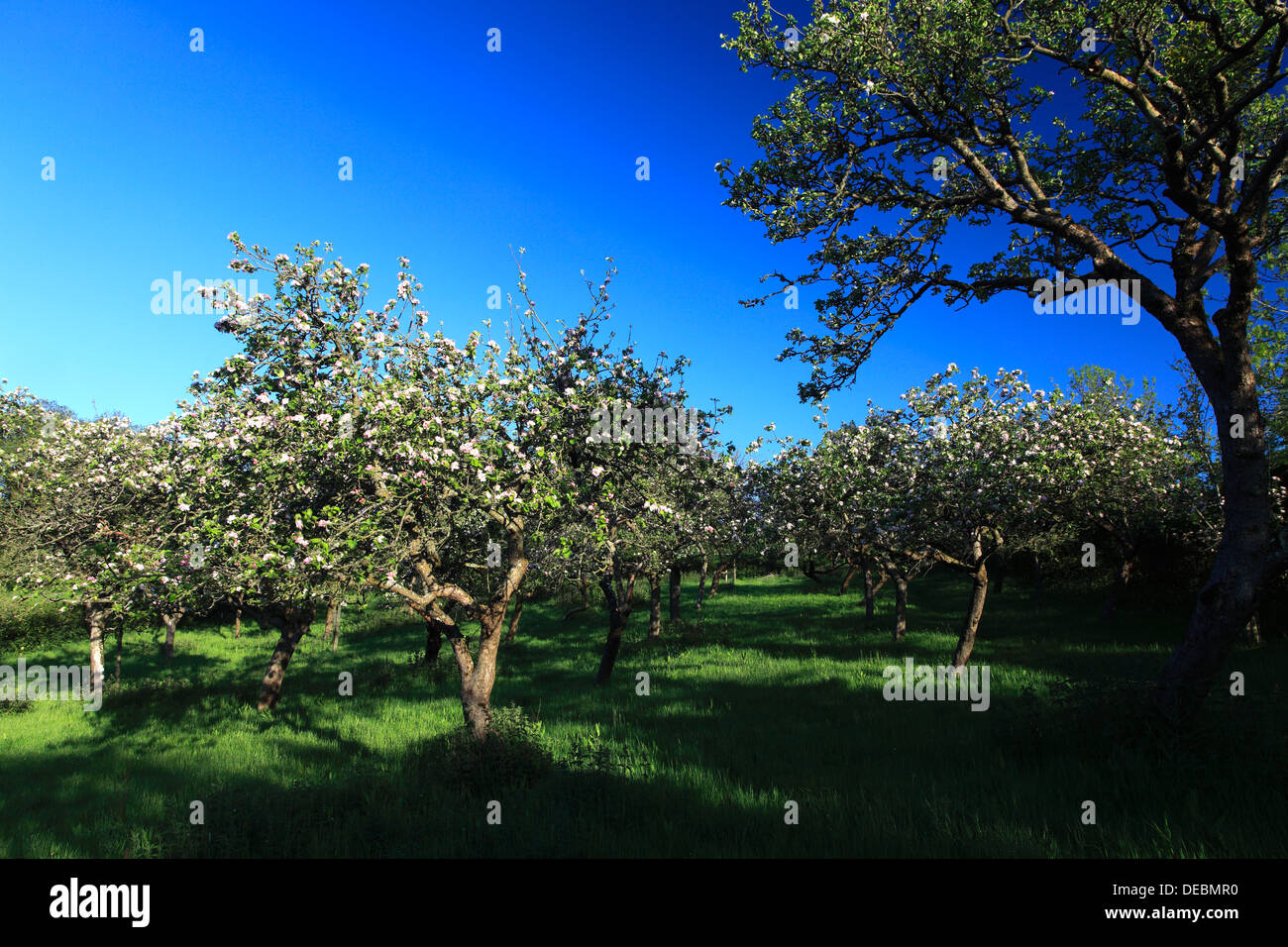 Summer view oltre il sidro di mele Apple Orchard alberi, Somerset livelli, Contea di Somerset, Inghilterra, Regno Unito Foto Stock