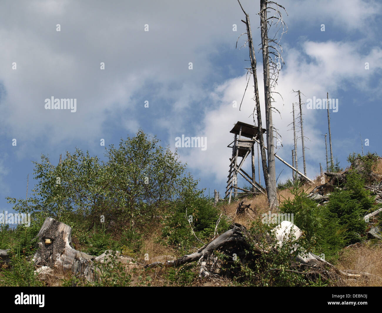 Supporto albero tra legno naturale rigenerazione dopo il declino della foresta nella foresta bavarese, Zwercheck, tra Osser e Arber Foto Stock