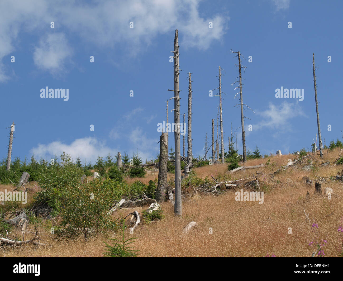 Legno naturale rigenerazione dopo il declino della foresta nella foresta bavarese, Zwercheck, tra Osser e Arber, Foresta Bavarese, in Baviera Foto Stock