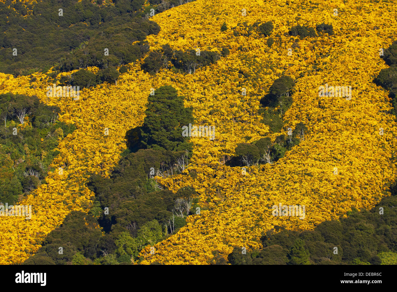 Gorse su terreno coltivato nei pressi di Port Chalmers, Dunedin, Otago, Isola del Sud, Nuova Zelanda Foto Stock