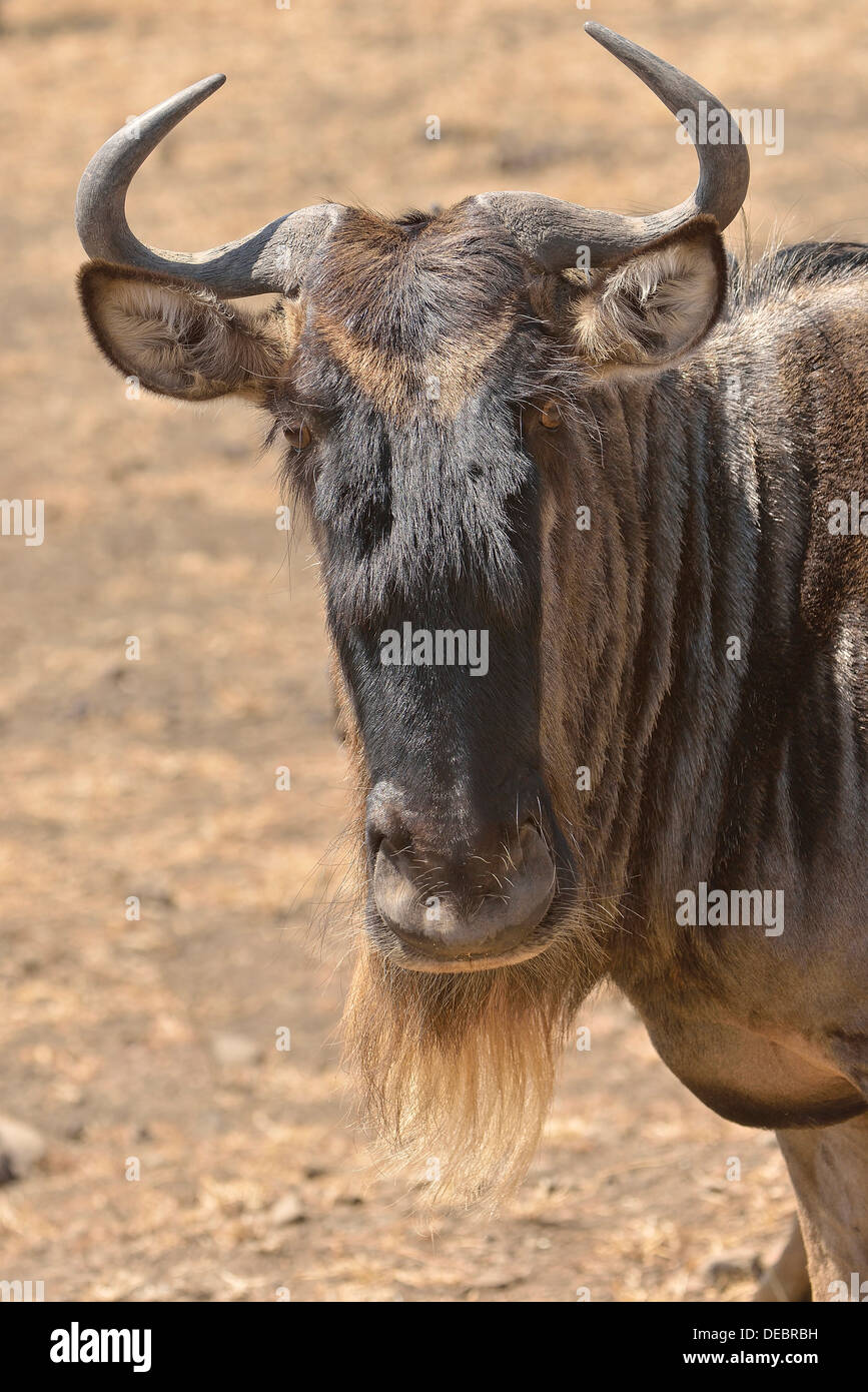 Western white-barbuto wildebees (Connochaetes taurinus mearnsi), ritratto, Serengeti, Tanzania Foto Stock