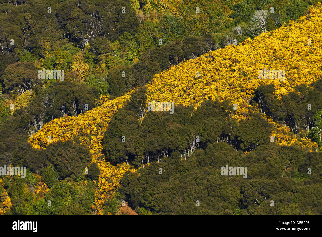 Gorse su terreno coltivato nei pressi di Port Chalmers, Dunedin, Otago, Isola del Sud, Nuova Zelanda Foto Stock