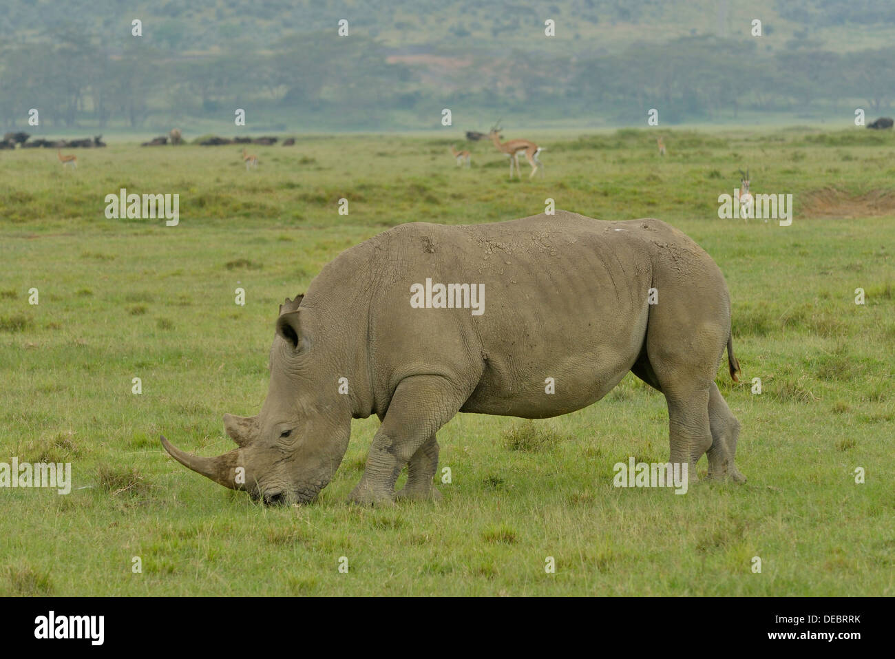 Rinoceronte bianco o piazza a labbro rinoceronte (Ceratotherium simum), il lago Nakuru National Park, vicino a Nakuru, Rift Valley Provincia Foto Stock