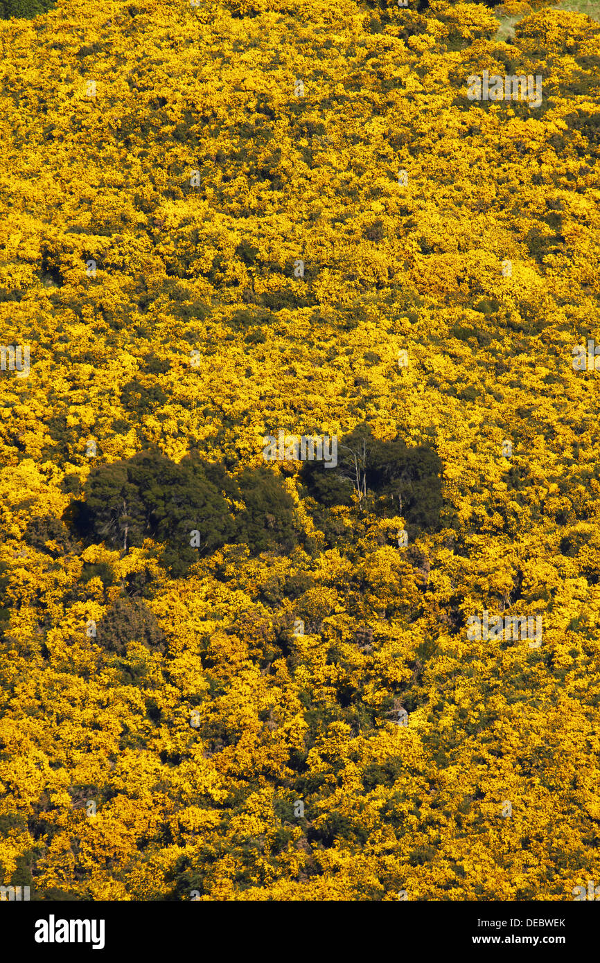 Gorse su terreno coltivato nei pressi di Port Chalmers, Dunedin, Otago, Isola del Sud, Nuova Zelanda Foto Stock