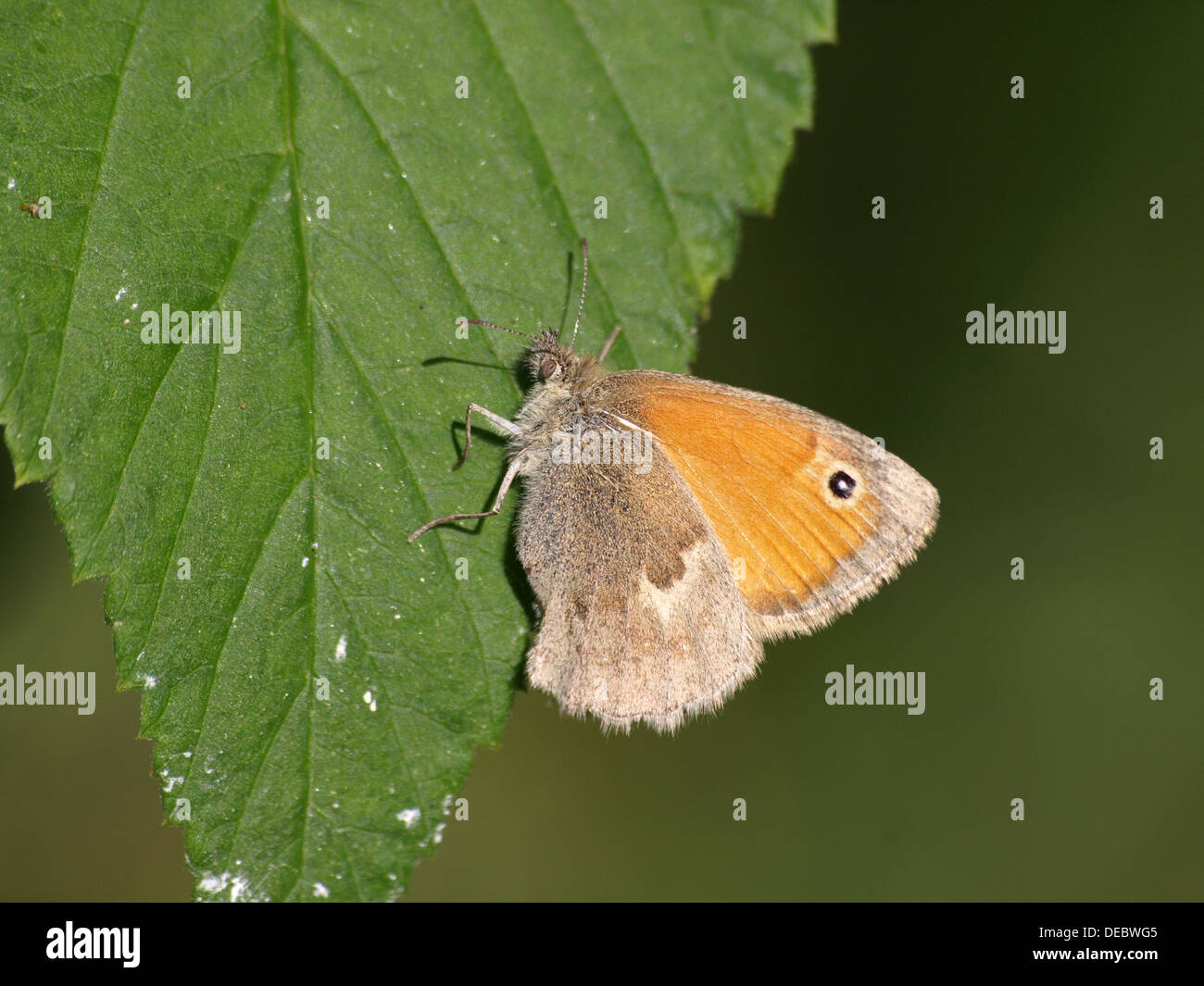 Small Heath / Coenonympha pamphilus / Kleiner Heufalter, Kleines Wiesenvögelchen Foto Stock