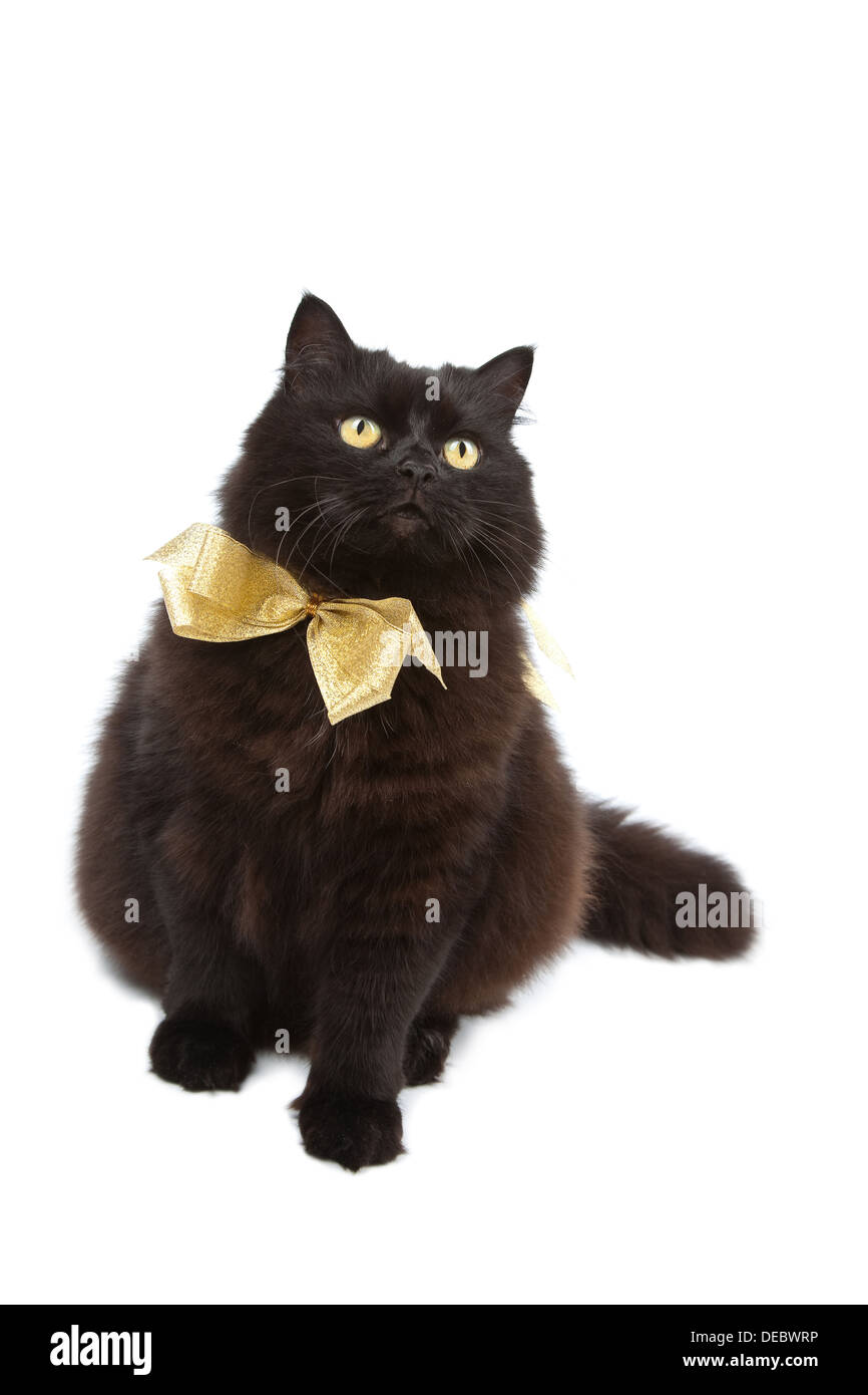 Gatto nero indossando golden bow isolato Foto Stock