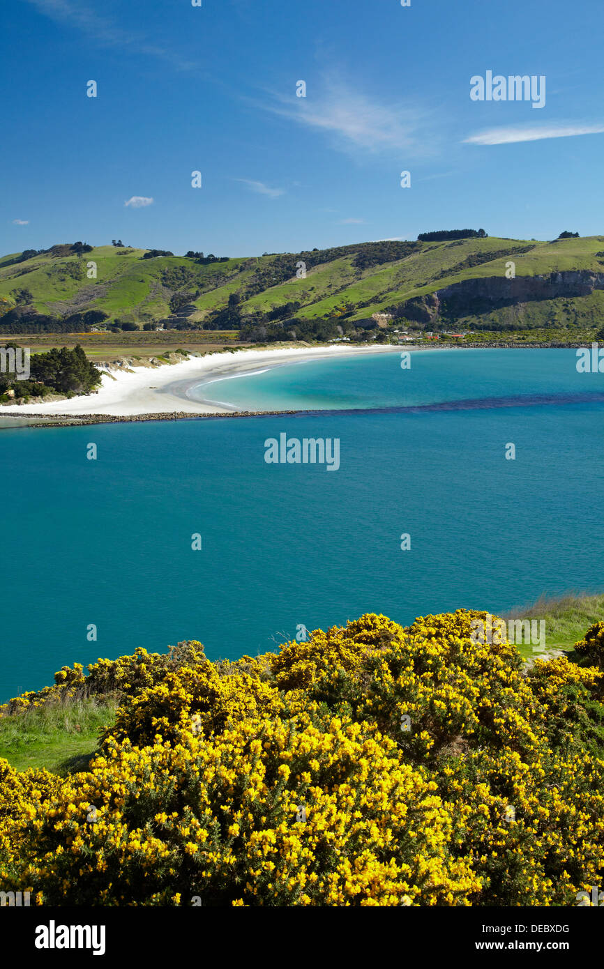 Gorse, porto di Otago ingresso, e Aramoana Beach, Dunedin, Otago, Isola del Sud, Nuova Zelanda Foto Stock