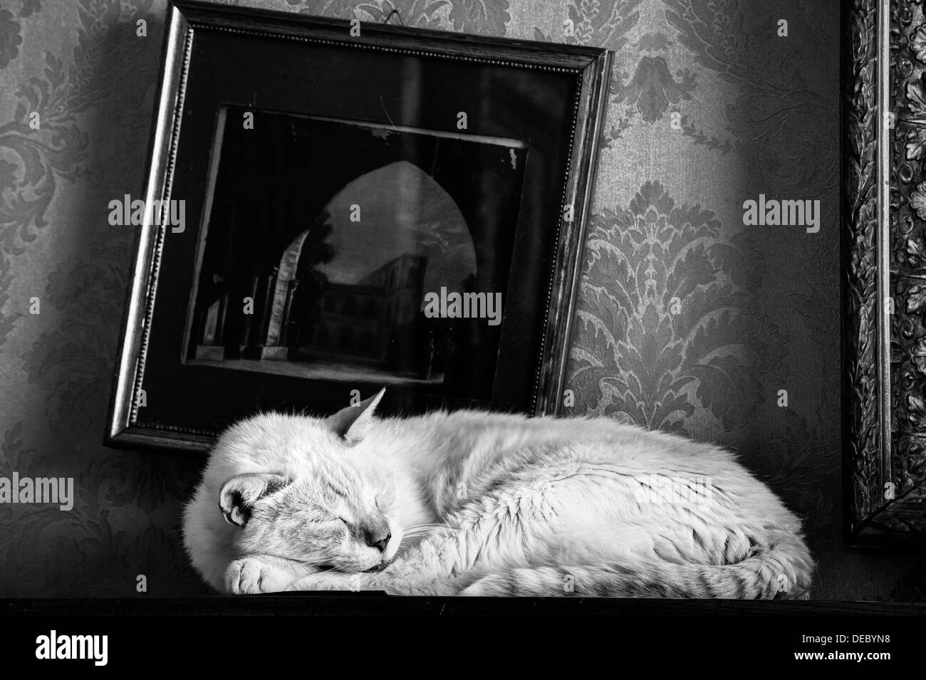 Gatto di sonno Foto Stock