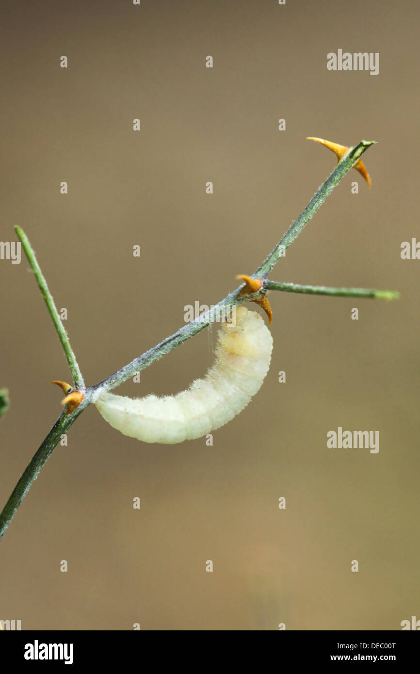 Caterpillar del Colotis fausta anche grandi Salmone (Arabo Madais fausta) farfalla costruendo il suo bozzolo Foto Stock