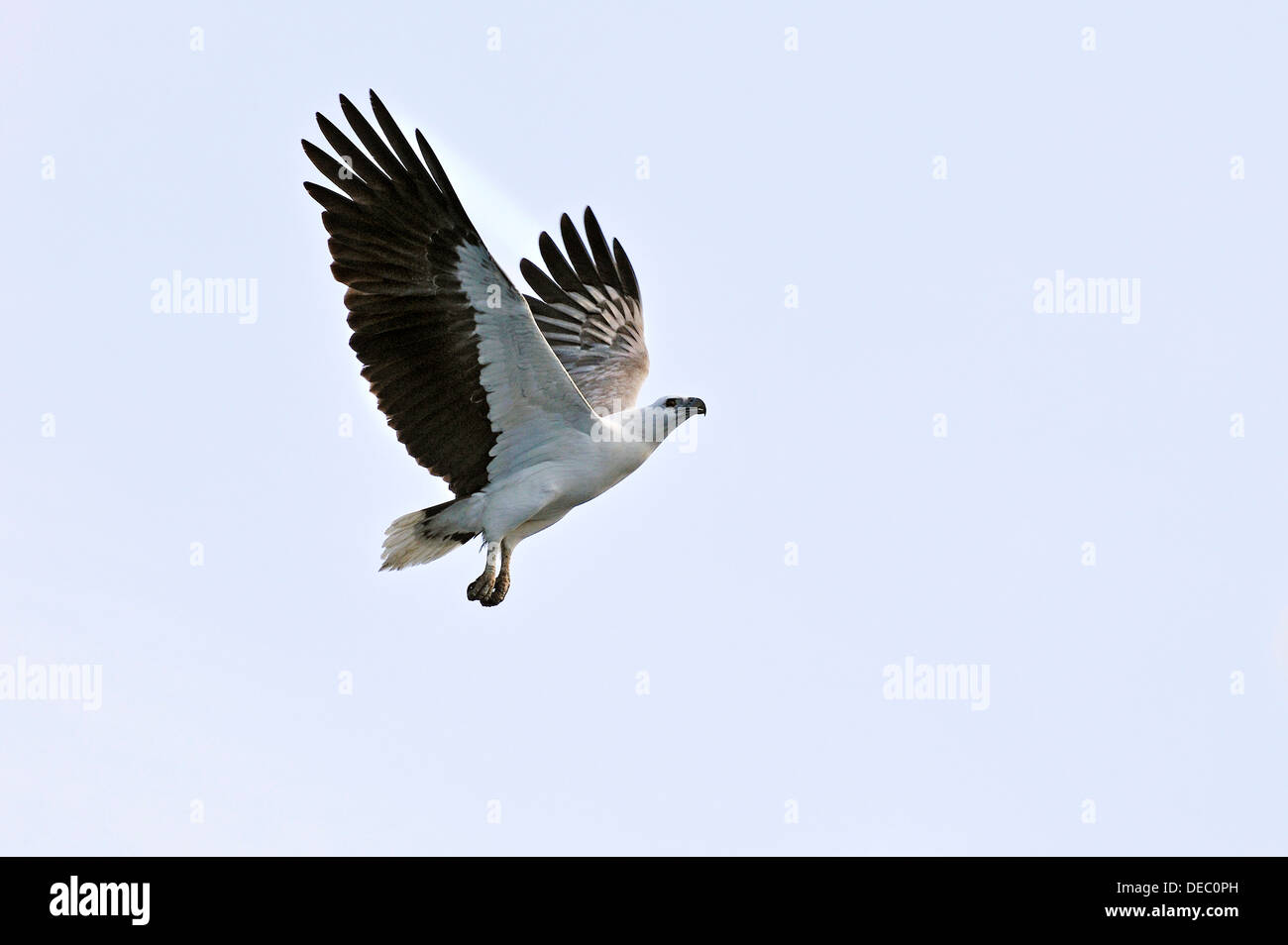 Bianco-gonfiato aquila del mare (Haliaeetus leucogaster), Raja Ampat, Papua occidentale, in Indonesia Foto Stock