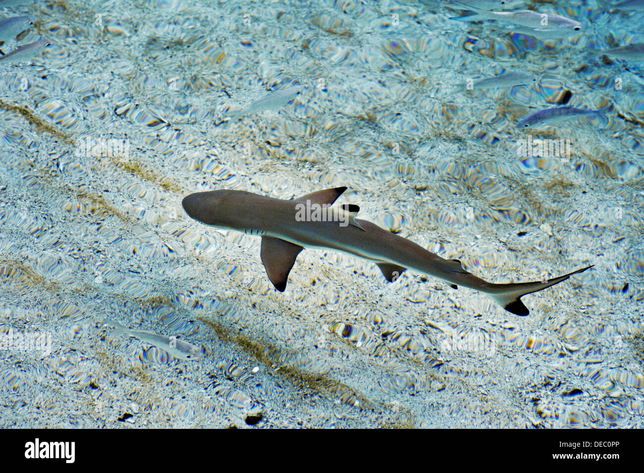 Blacktip Shark Reef (Carcharhinus melanopterus), giovane, Batbitim Isola, Raja-Ampat, Papua occidentale, in Indonesia Foto Stock