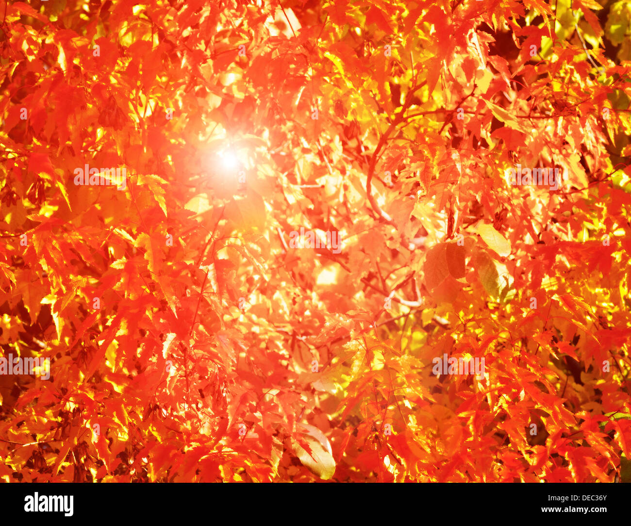 Raggi di sole oltre il fogliame di autunno su una struttura Acorn Foto Stock