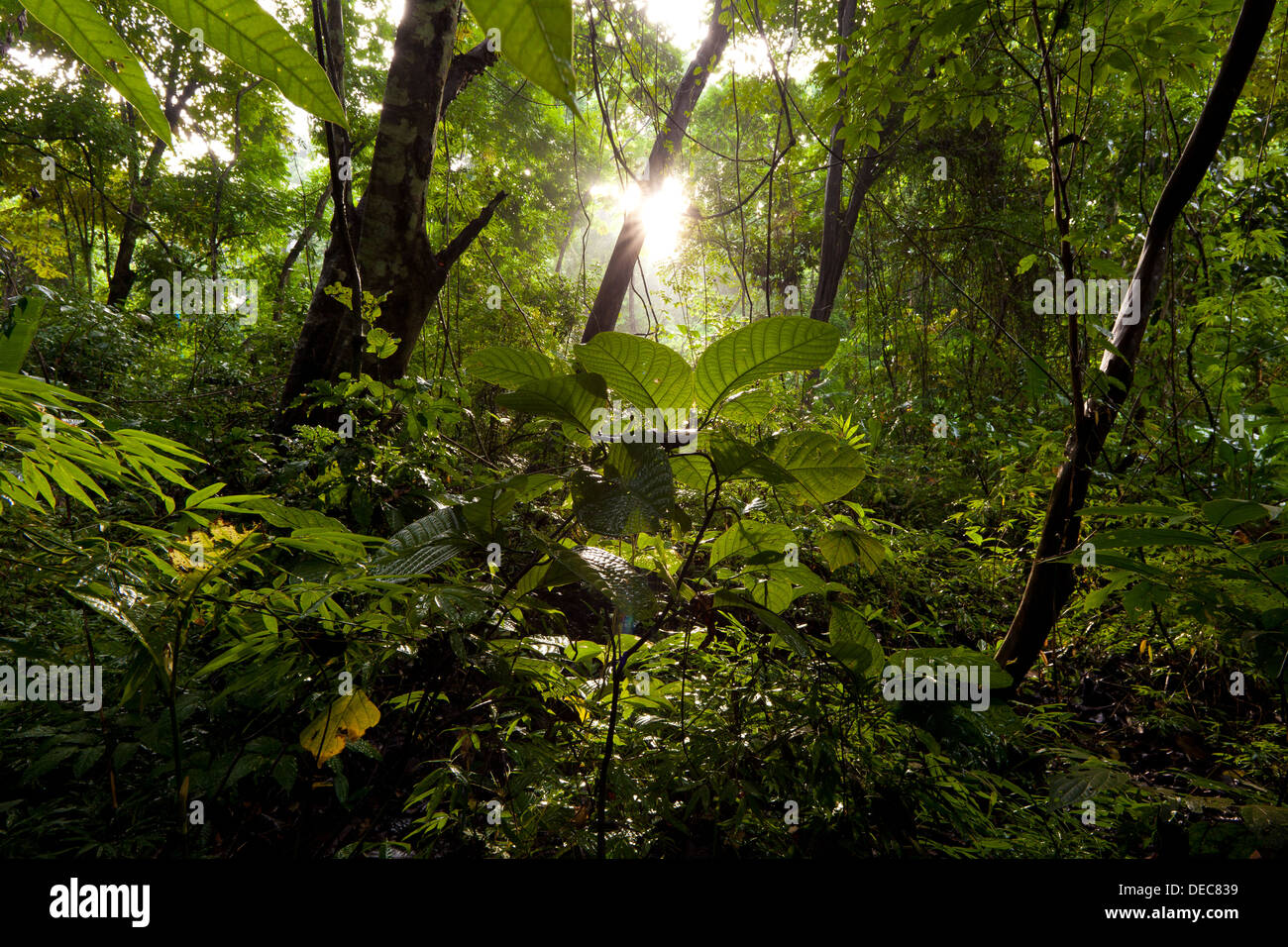 Sunrise in 265 ettari di foresta pluviale del Parco Metropolitano, Repubblica di Panama. Foto Stock