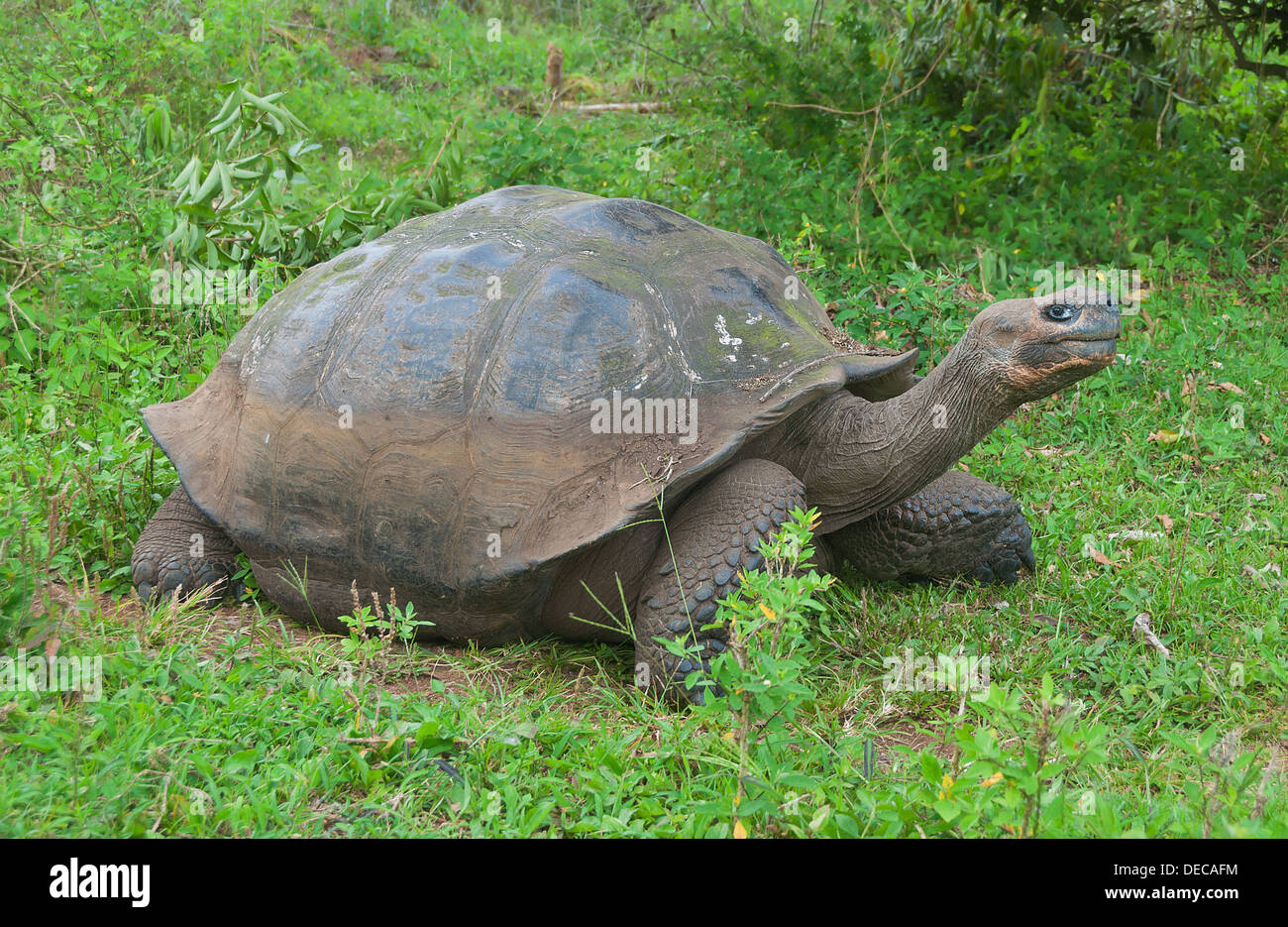 Unica gigantesca tartaruga delle Galapagos. Foto Stock