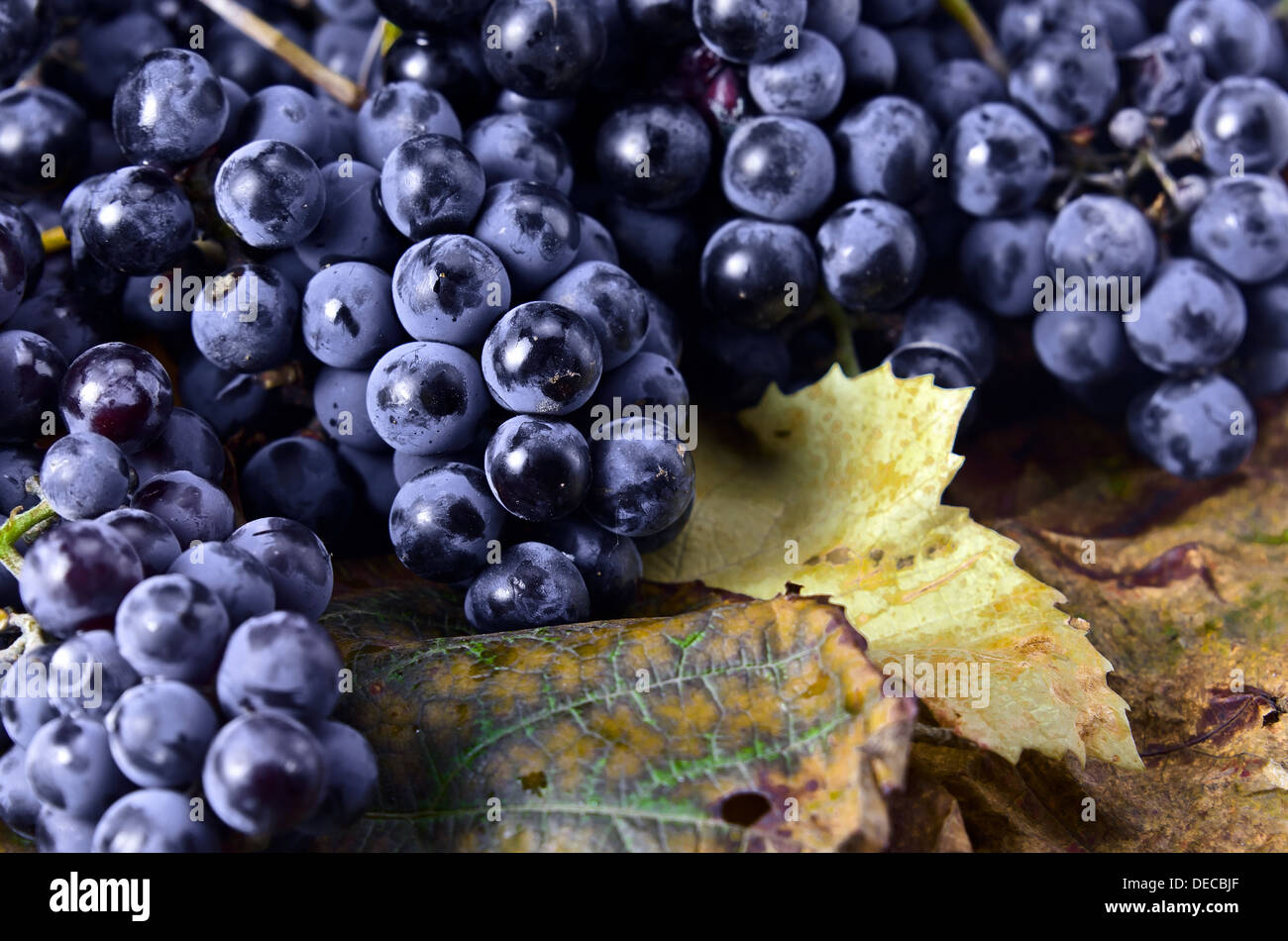 Nuovo raccolto di uve per la fabbricazione di vino Foto Stock