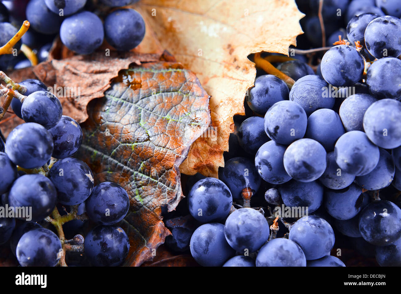 Nuovo raccolto di uve per la fabbricazione di vino Foto Stock