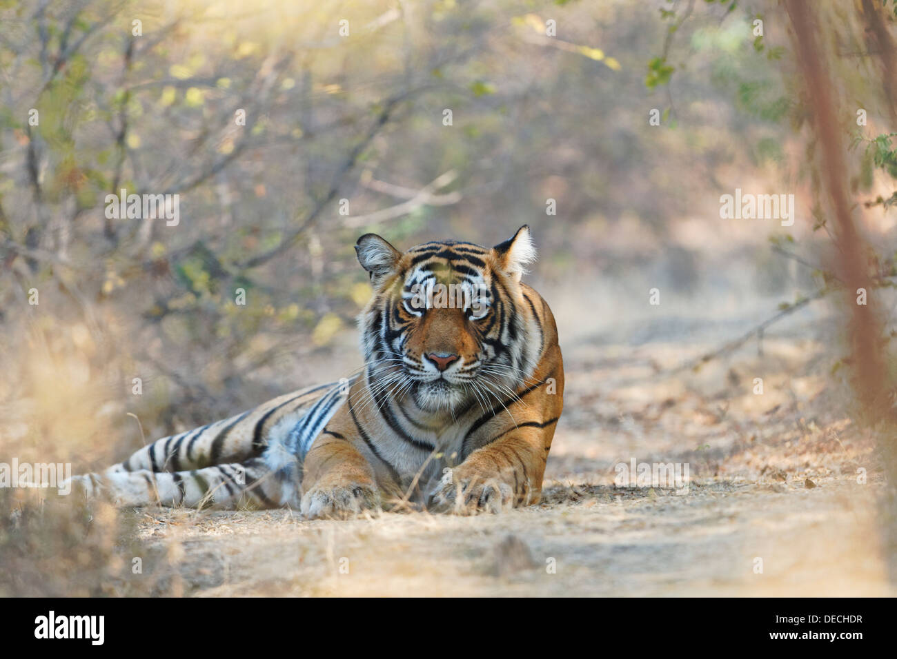 Tigre del Bengala in area Qualji nel bosco selvatico di Ranthambhore. ( Panthera Tigris ) Foto Stock