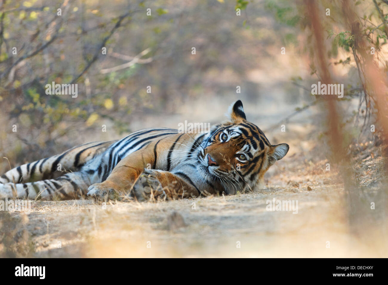 Tigre del Bengala in area Qualji nel bosco selvatico di Ranthambhore. ( Panthera Tigris ) Foto Stock