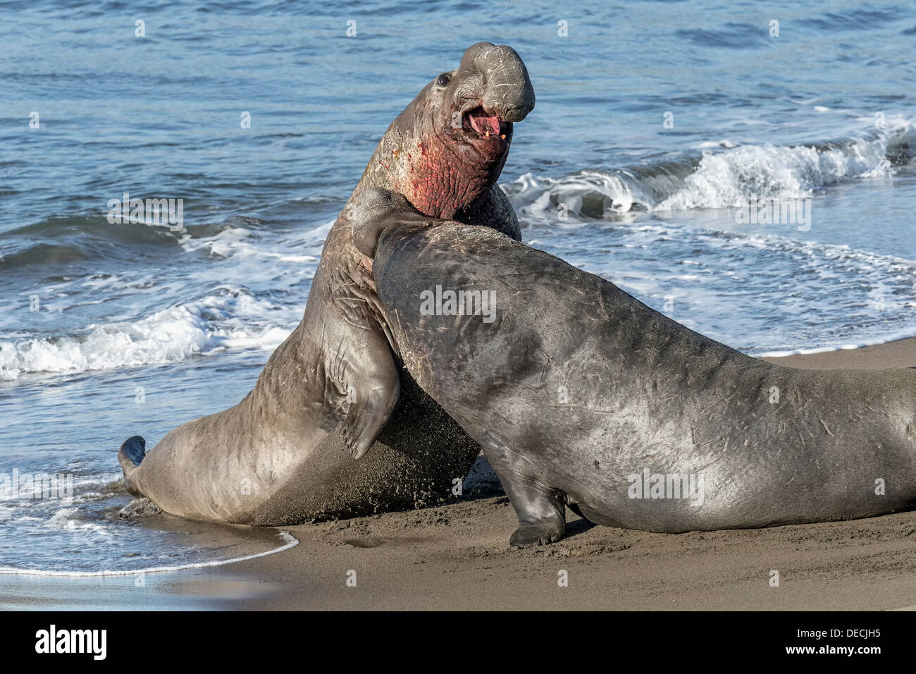 Northern guarnizione di elefante maschi combattimenti Foto Stock
