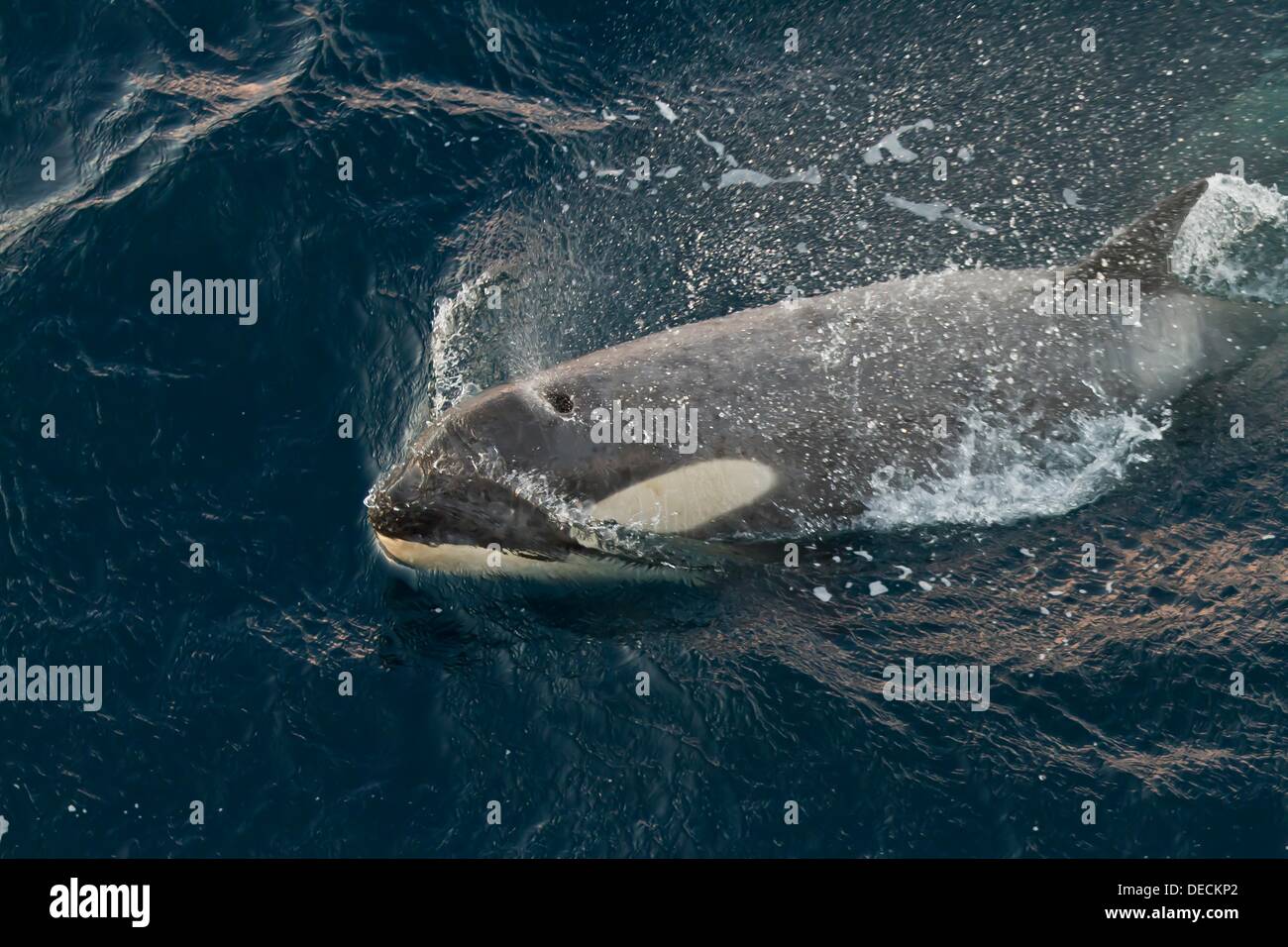killer-whale-orca-tooth-orcinus-immagini-e-fotos-stock-alamy
