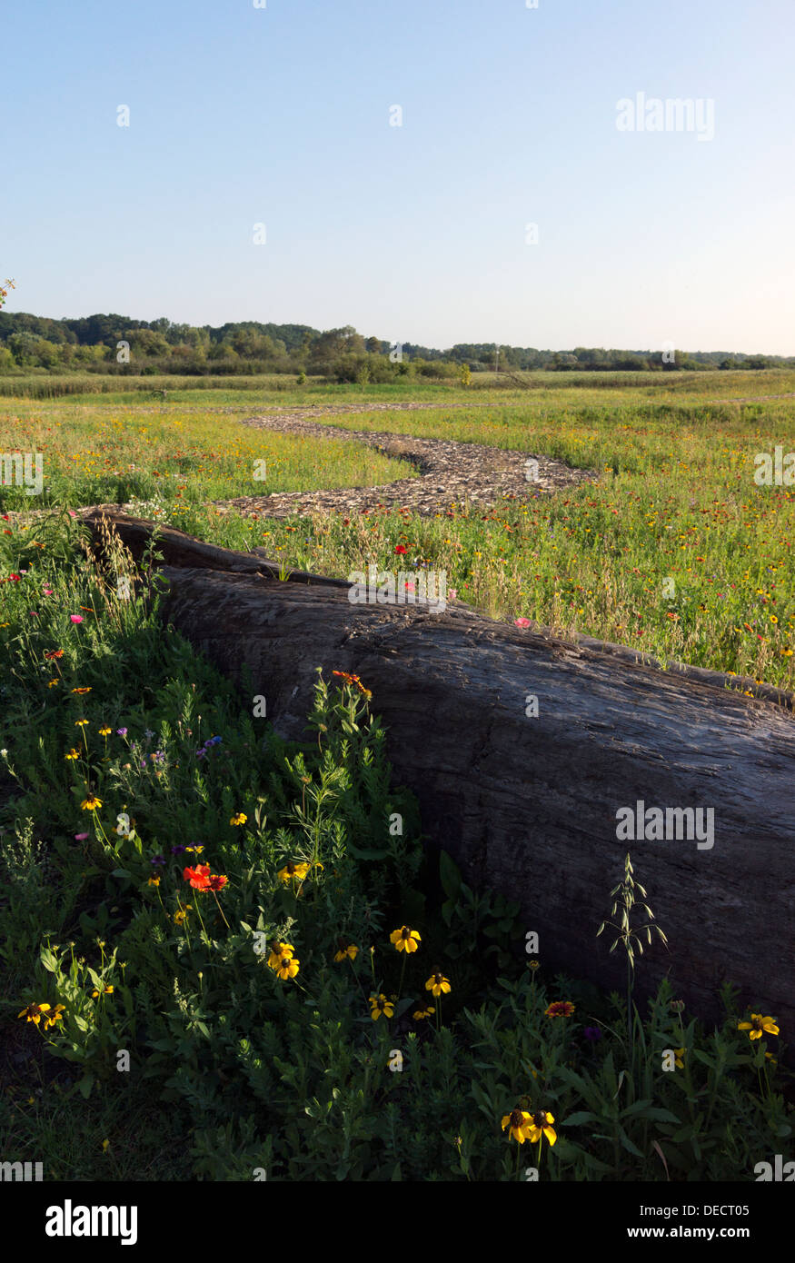 Campo di fiori selvatici in una natura area di restauro in Montague, MI, Stati Uniti d'America. Foto Stock