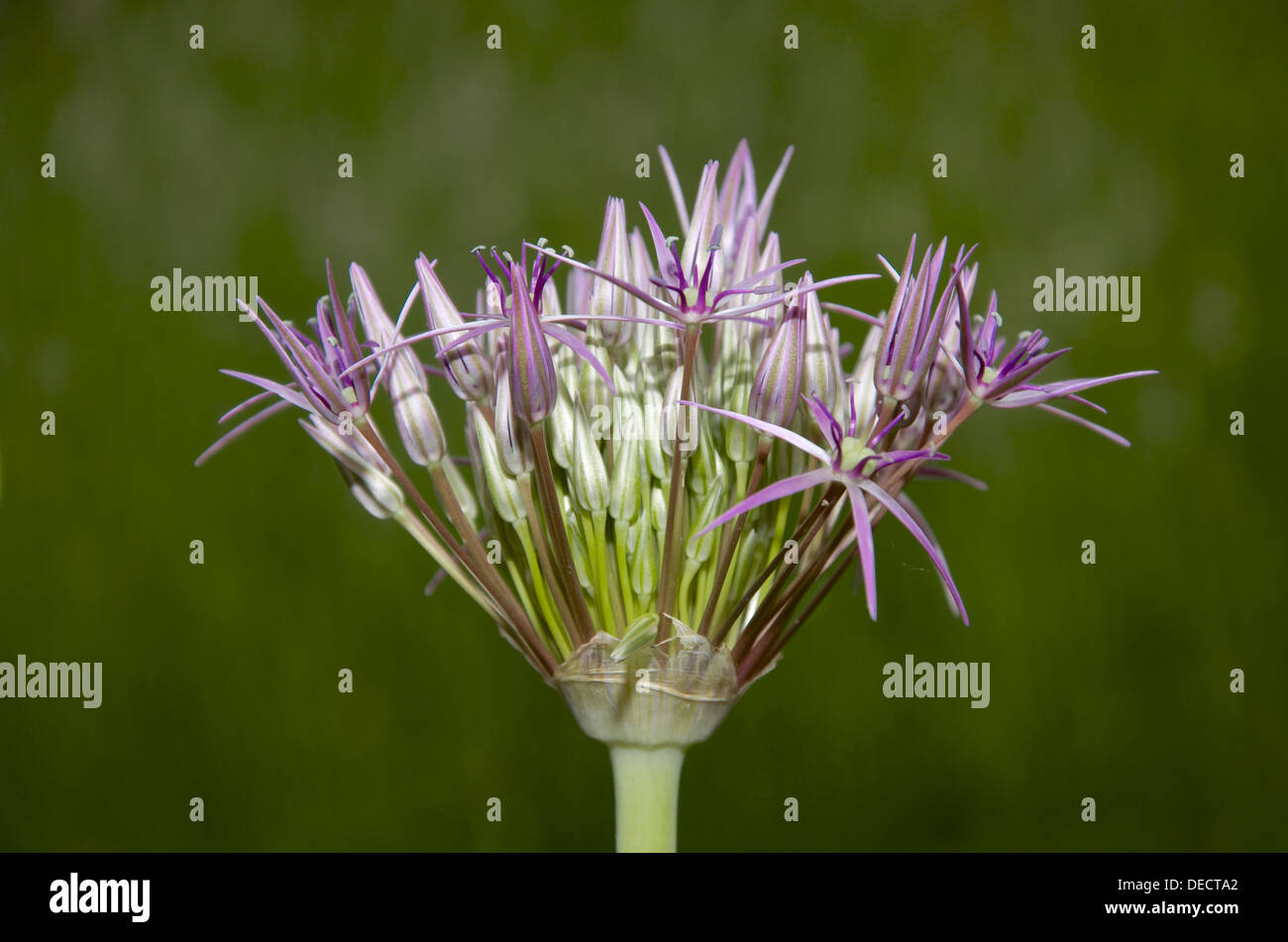 Fiori emergenti di Allium Christophii Foto Stock