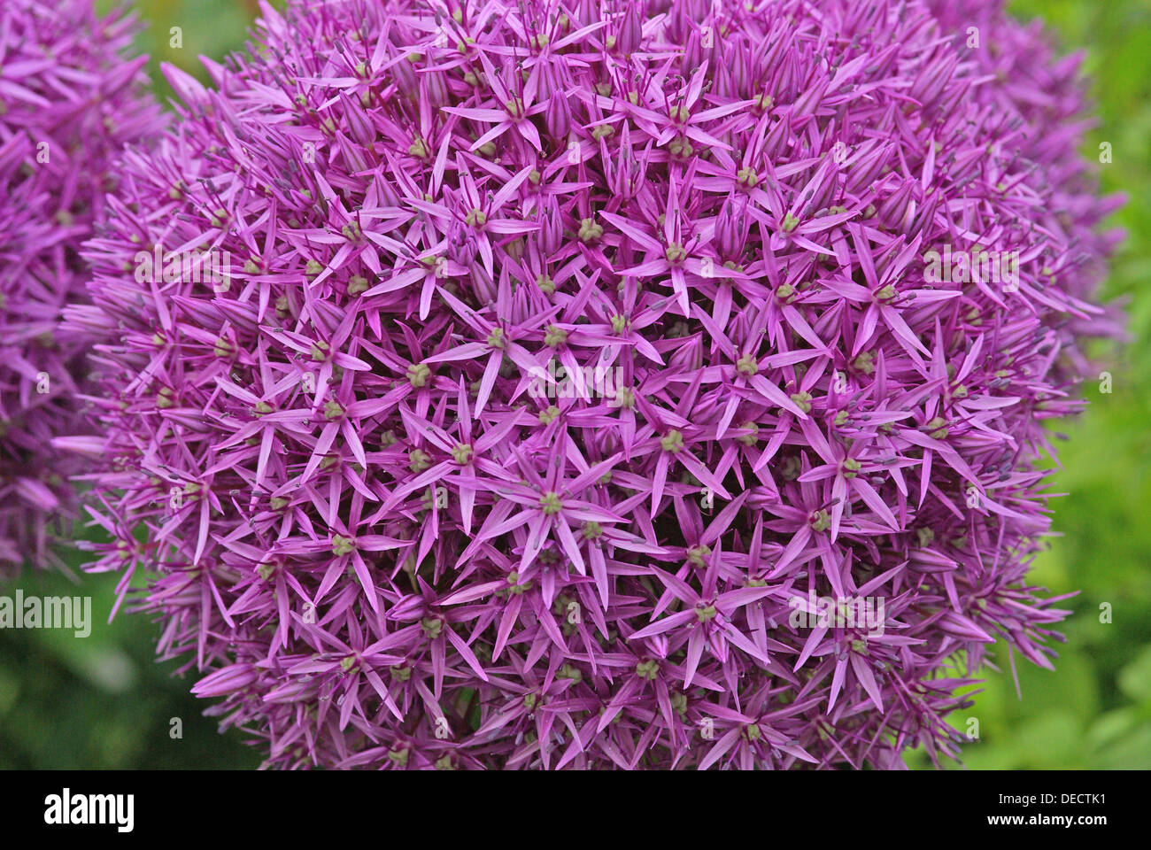 Una specie di Allium. Foto Stock