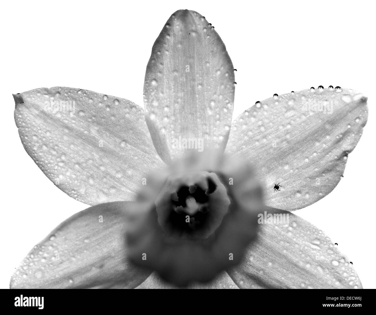 Bianco e nero ancora vita immagine di un daffodil. Foto Stock
