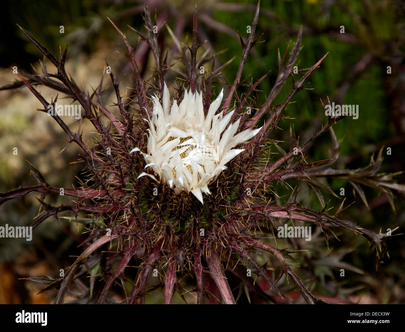 Testa di fiori di Carlina acaulis ssp.simplex bronzo "forma", varietà di Alpine Carline Thistle. Foto Stock